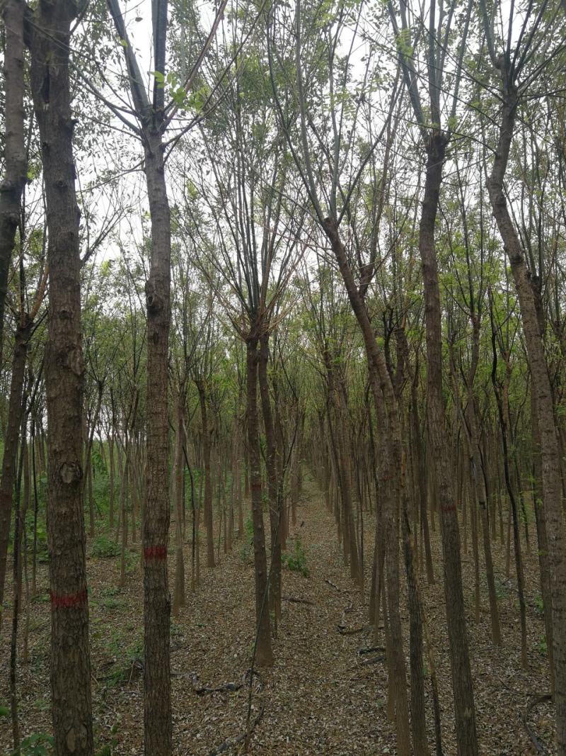 渭南市临渭区苗圃精品各种优质定植新老国槐