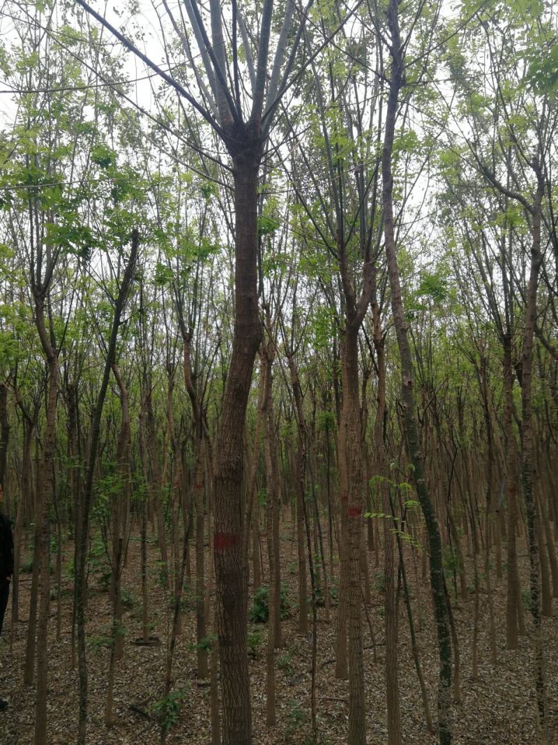 渭南市临渭区苗圃精品各种优质定植新老国槐