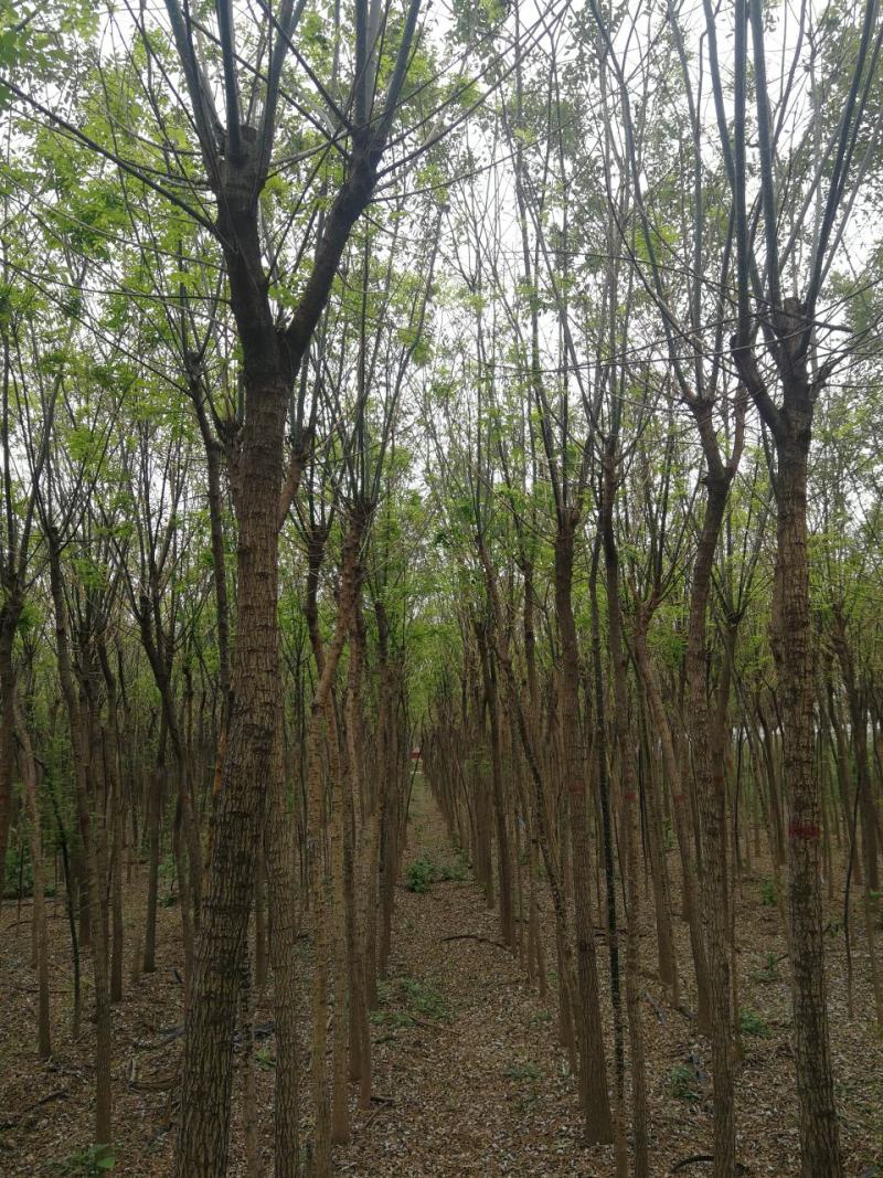 渭南市临渭区苗圃精品各种优质定植新老国槐