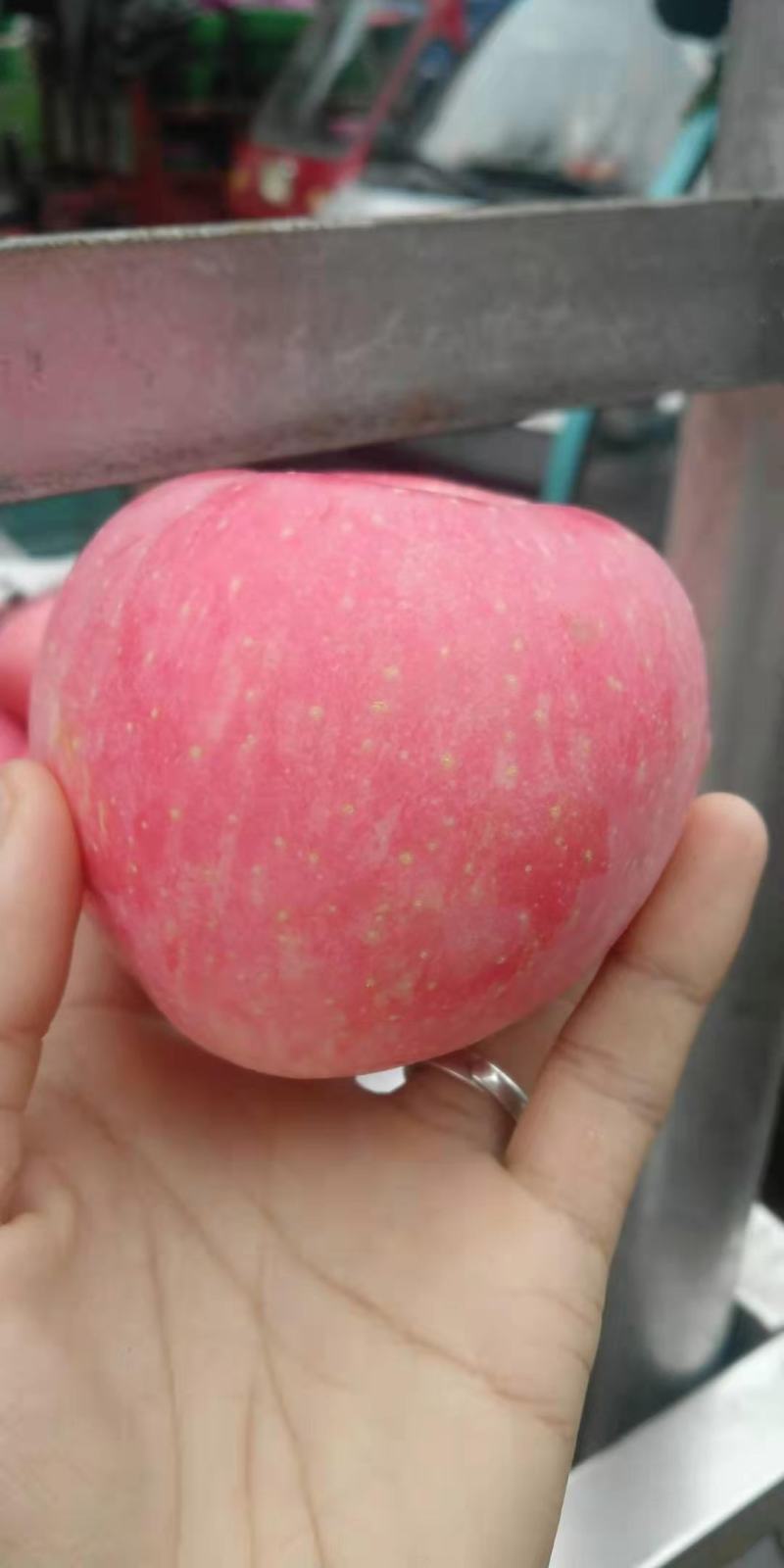 云南昭通早富士开始上市线下批发线上一件代发