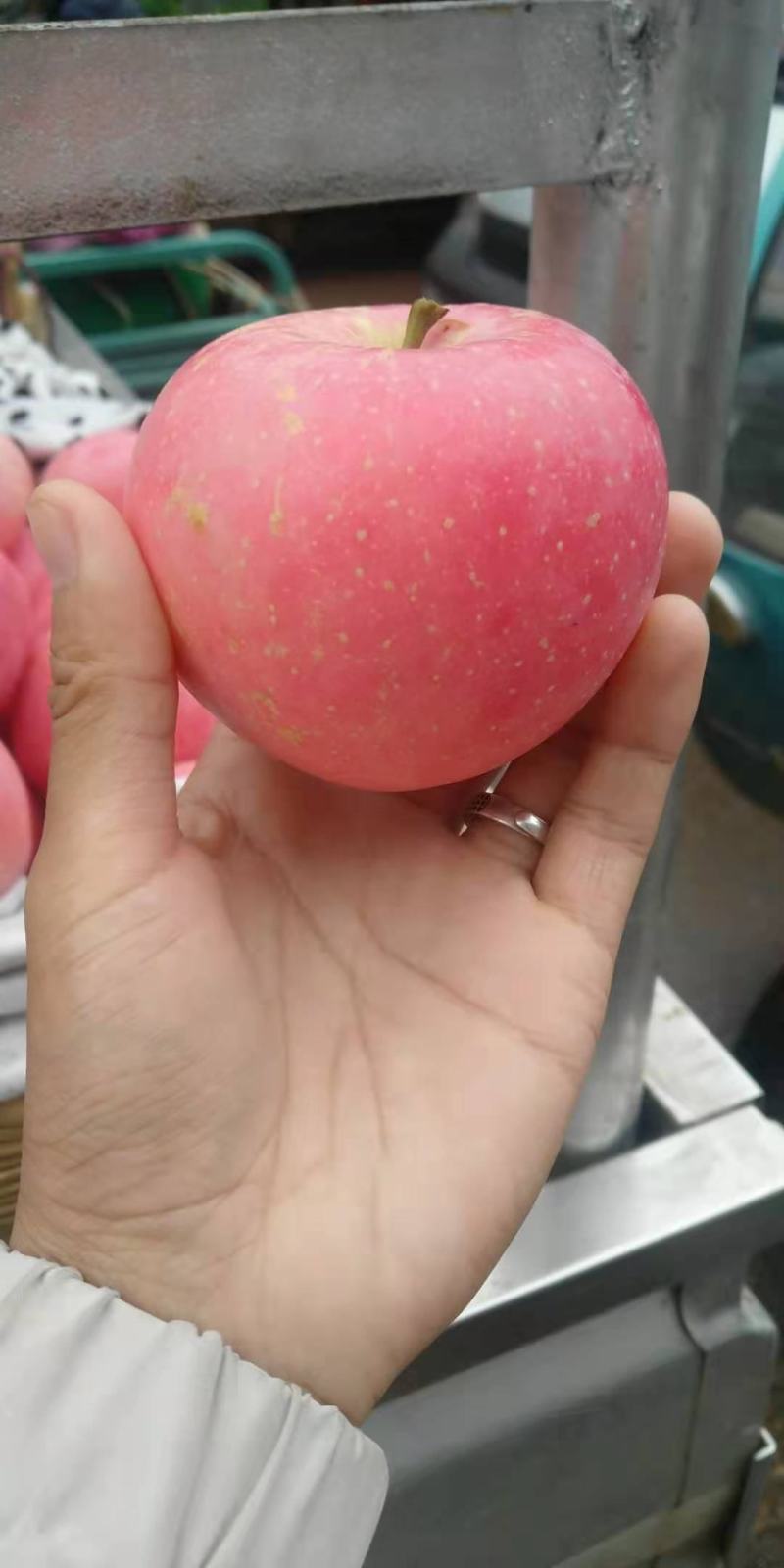 云南昭通早富士开始上市线下批发线上一件代发