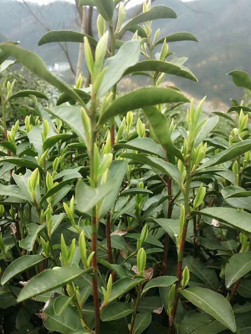 正宗的西湖龙井43，自家种的，手工炒制