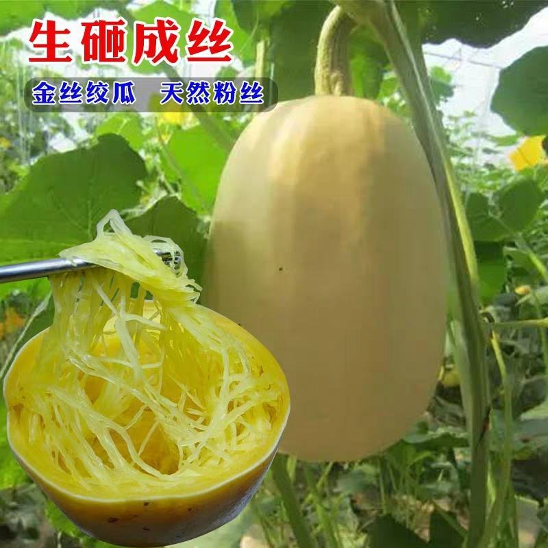 山东新鲜蔬菜金丝绞瓜金丝搅瓜天然成丝营养美味