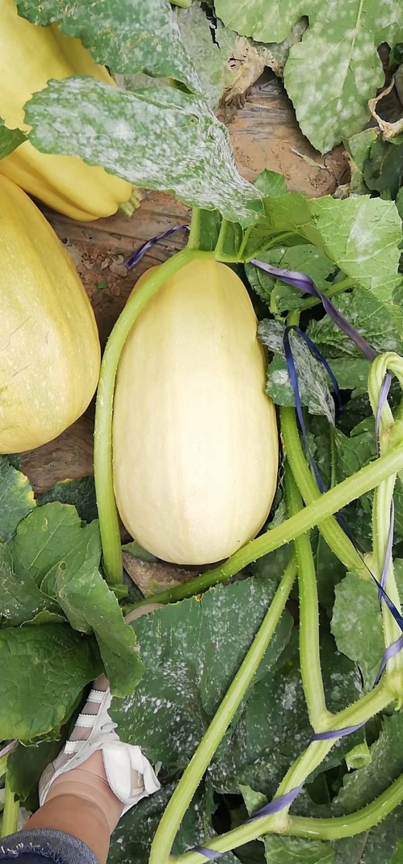 山东新鲜蔬菜金丝绞瓜金丝搅瓜天然成丝营养美味