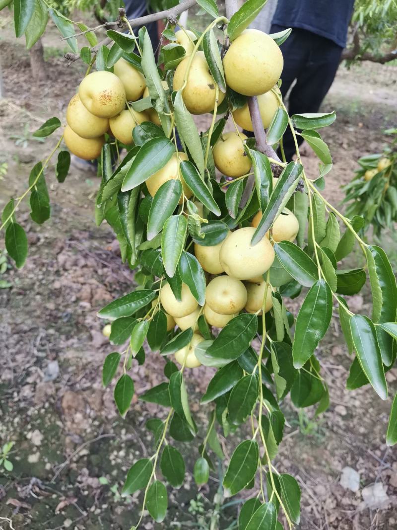 大棚冬枣，皮薄，脆甜，量大质量无忧