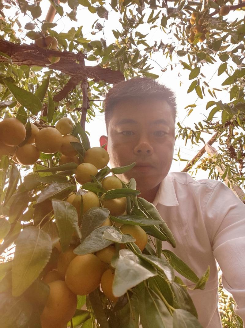 大棚冬枣，皮薄，脆甜，量大质量无忧