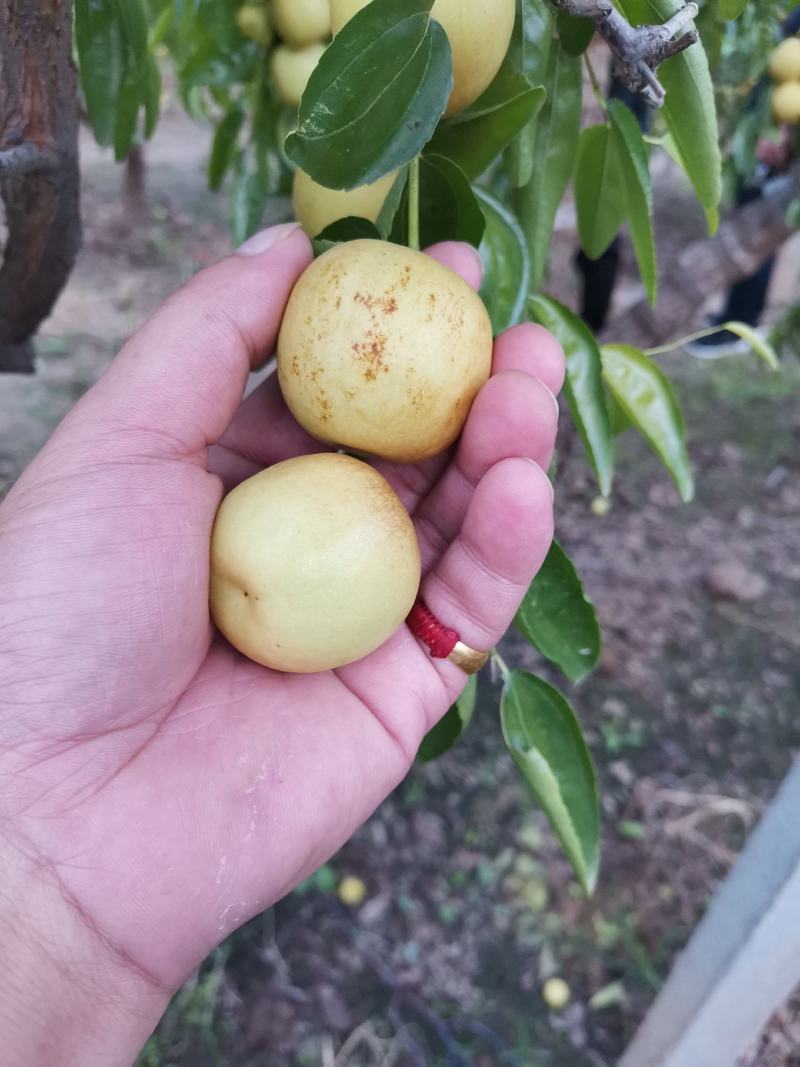 大棚冬枣，皮薄，脆甜，量大质量无忧