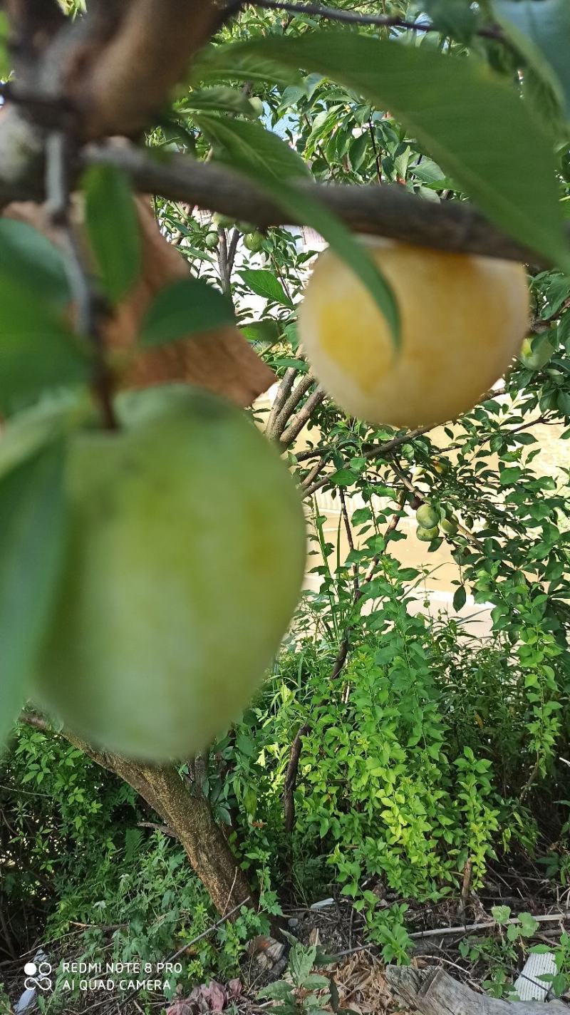 湖南李子苗蜂糖李子苗李子苗一基地规格齐全技术指导