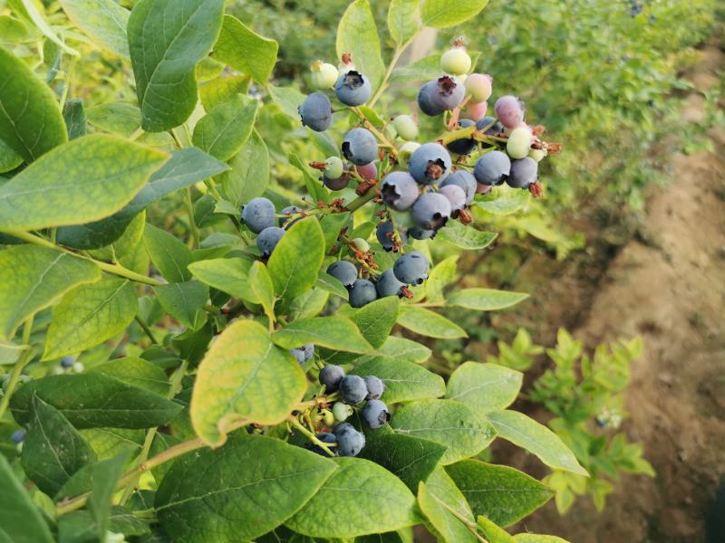 蓝莓苗规格齐全珠宝薄雾绿宝石杜克蓝丰【放心苗】