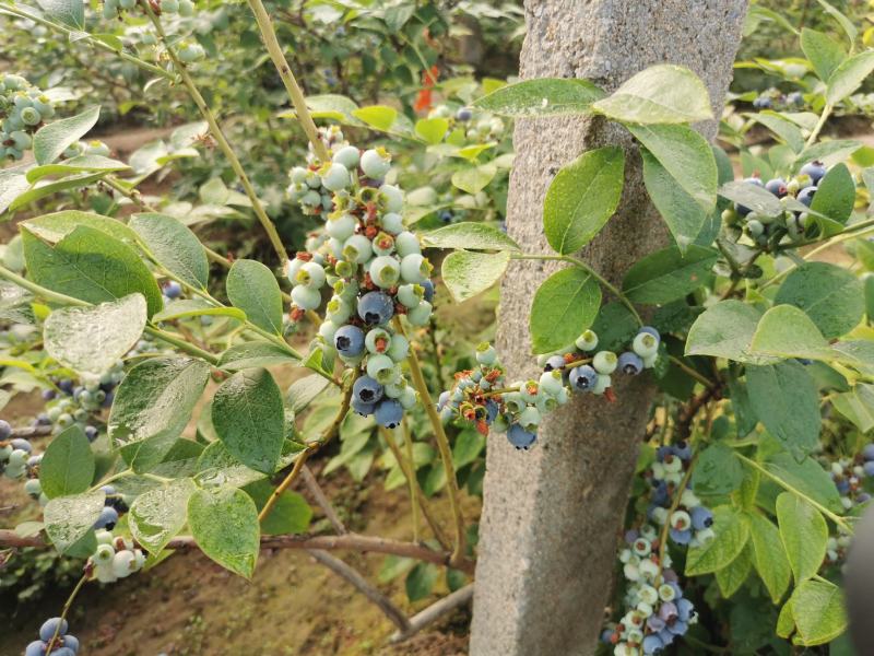 蓝莓苗规格齐全珠宝薄雾绿宝石杜克蓝丰【放心苗】