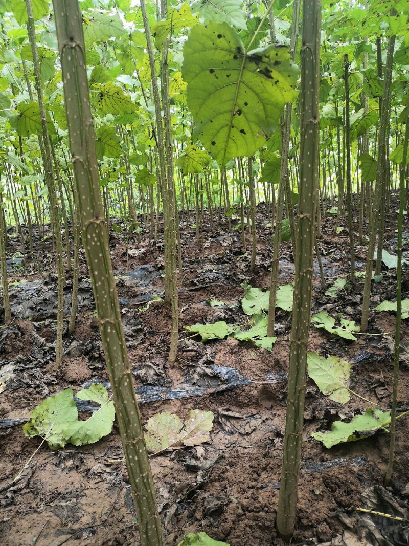 杨树苗速生苗无絮南林杨树苗3804百亩基地实地考