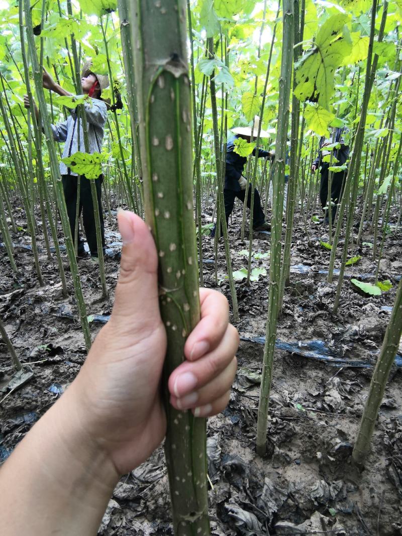 杨树苗速生苗无絮南林杨树苗3804百亩基地实地考
