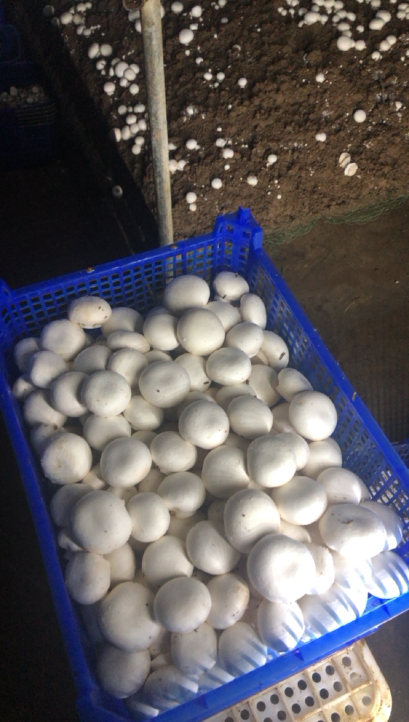 量大，价格实惠，保证质量