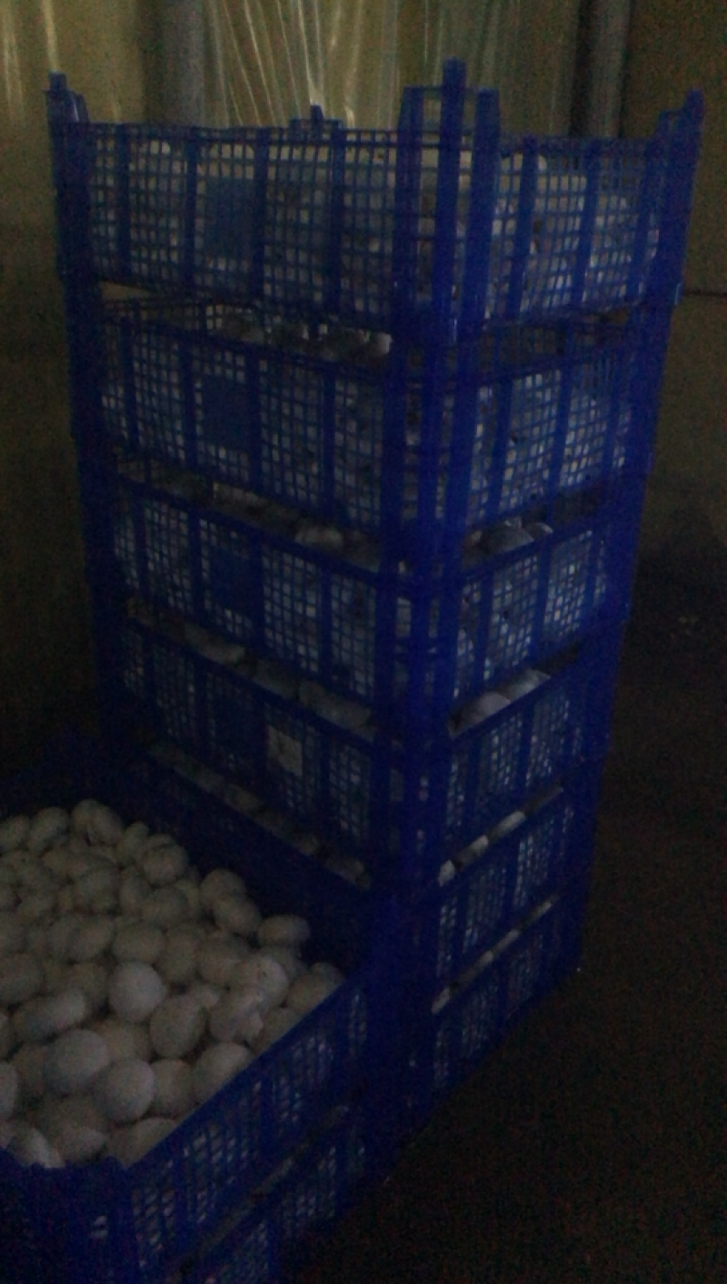 量大，价格实惠，保证质量