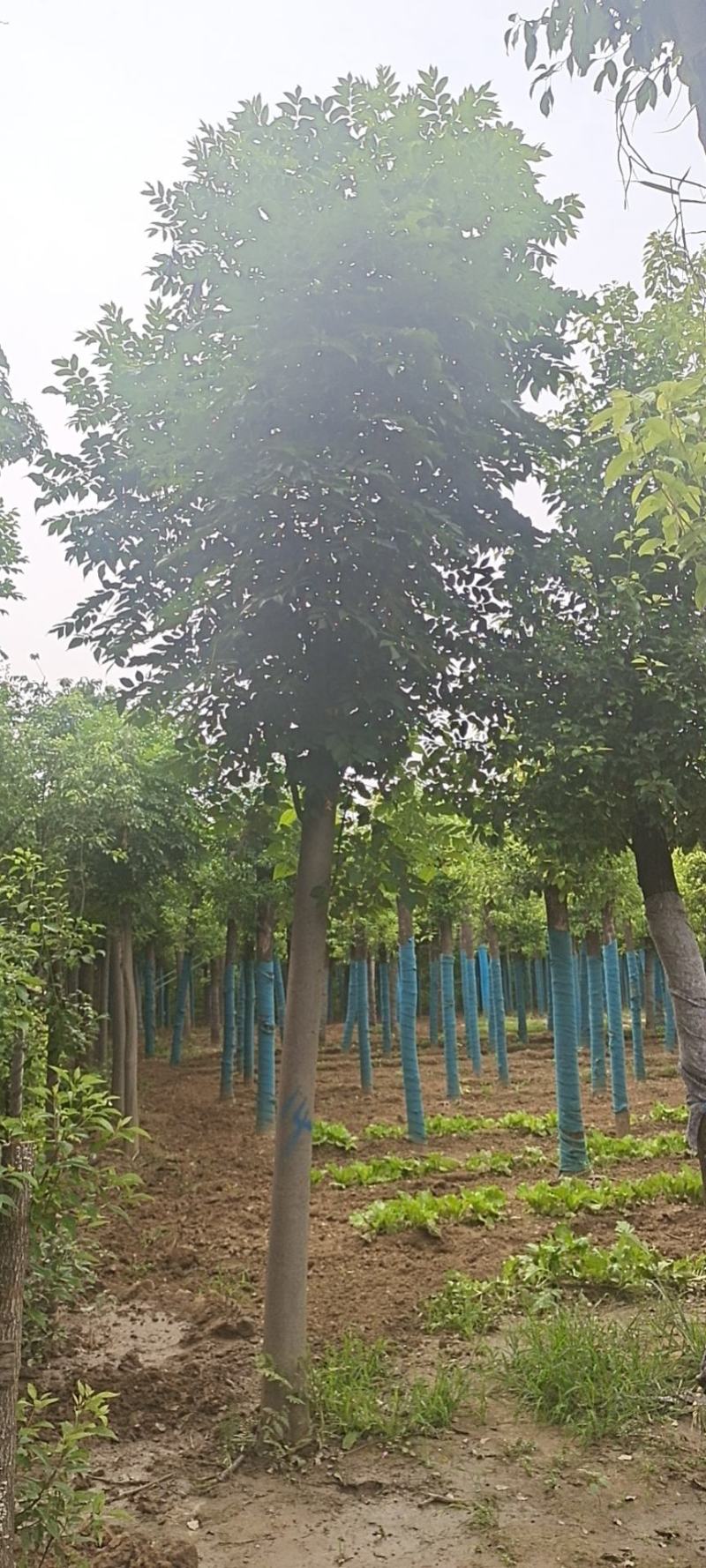 栾树基地低于市场价销售一批10到20公分栾树