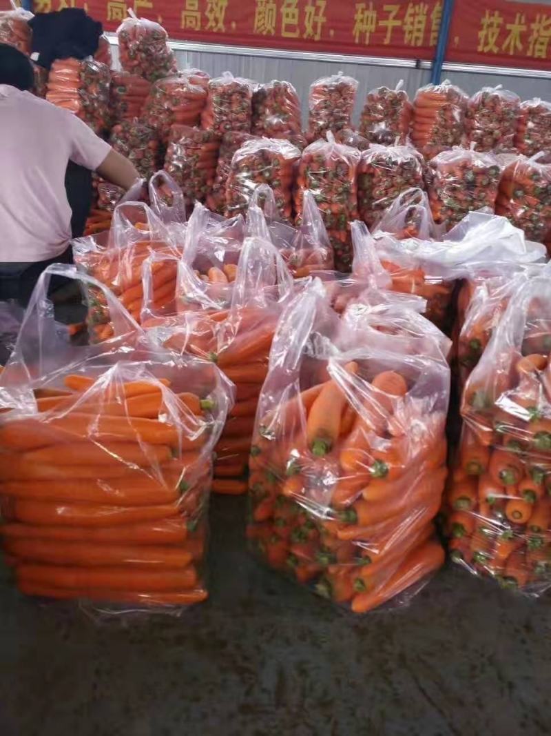 河南省开封市祥符区胡萝卜大量上市，水洗，带樱，去顶！