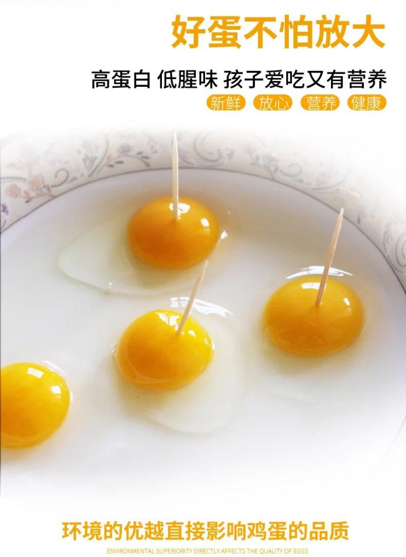 活禽七彩山鸡/新鲜山鸡蛋/山鸡蛋