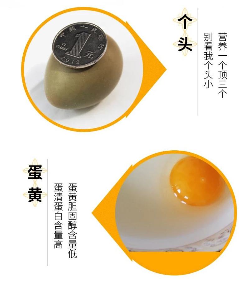 活禽七彩山鸡/新鲜山鸡蛋/山鸡蛋
