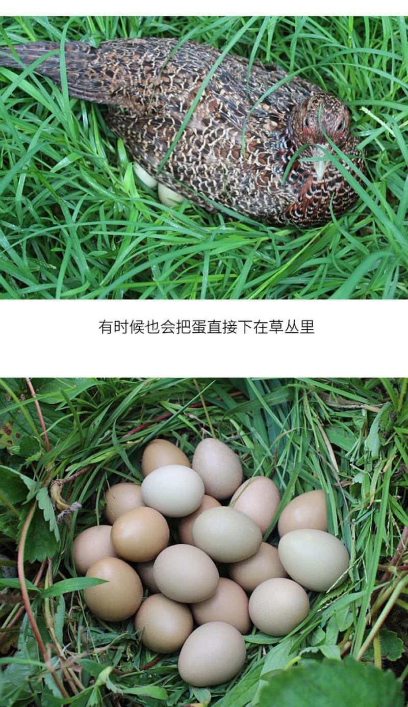活禽七彩山鸡/新鲜山鸡蛋/山鸡蛋