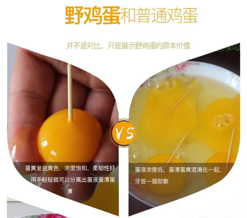 活禽七彩山鸡/新鲜山鸡蛋/山鸡蛋