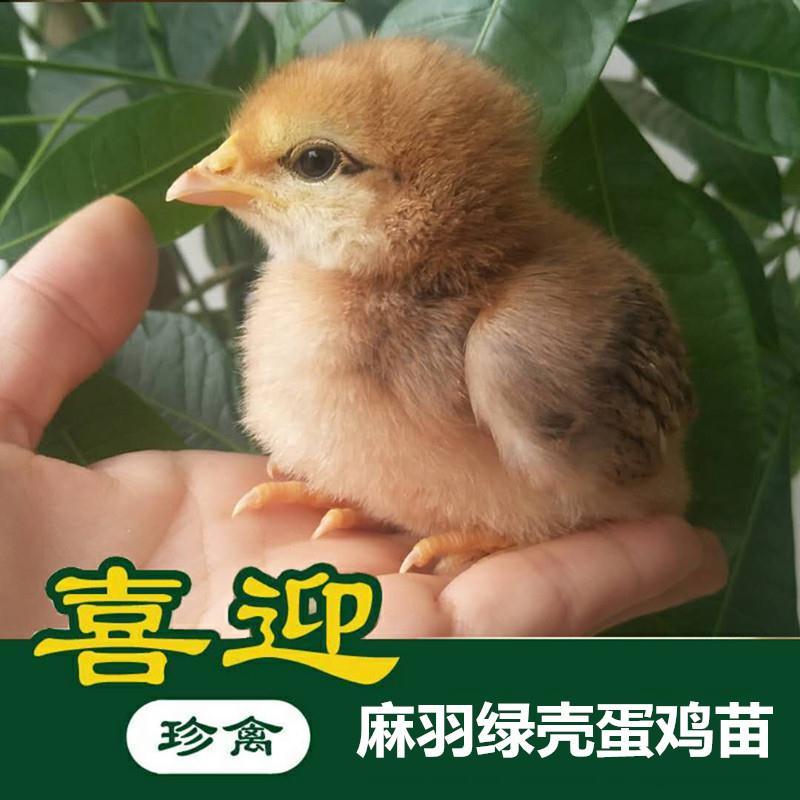 麻羽高产绿壳蛋鸡苗，年产220-250个蛋！绿壳率9成高