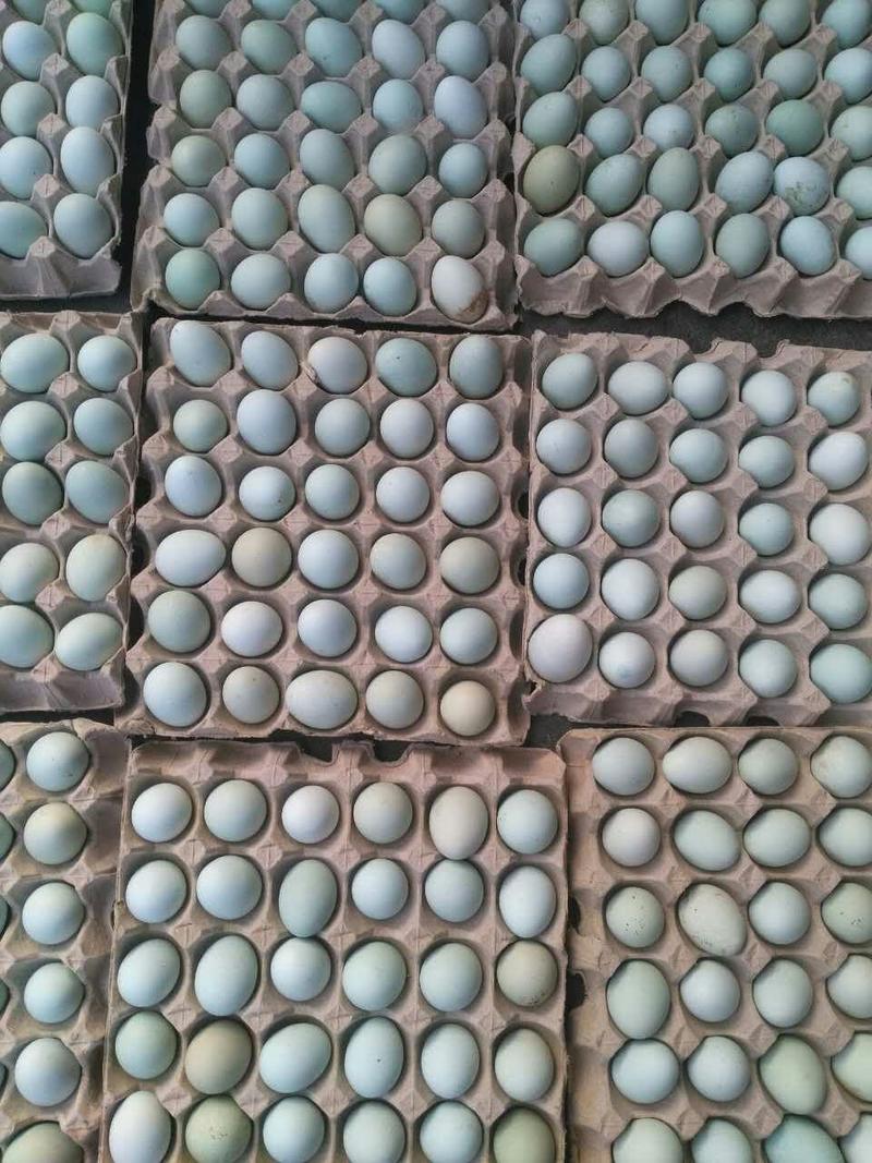 麻羽高产绿壳蛋鸡苗，年产220-250个蛋！绿壳率9成高