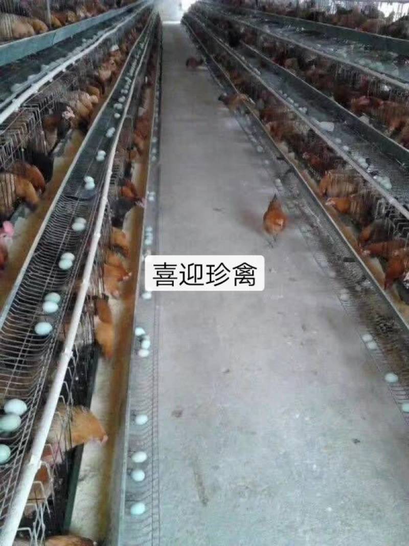 麻羽高产绿壳蛋鸡苗，年产220-250个蛋！绿壳率9成高
