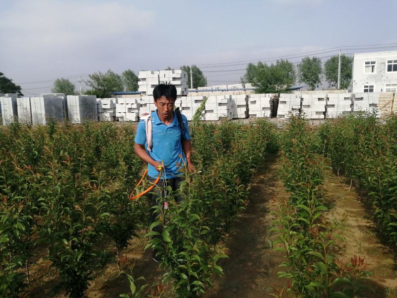 国丰七李子树（产地批发价）量大货优，欢迎采购