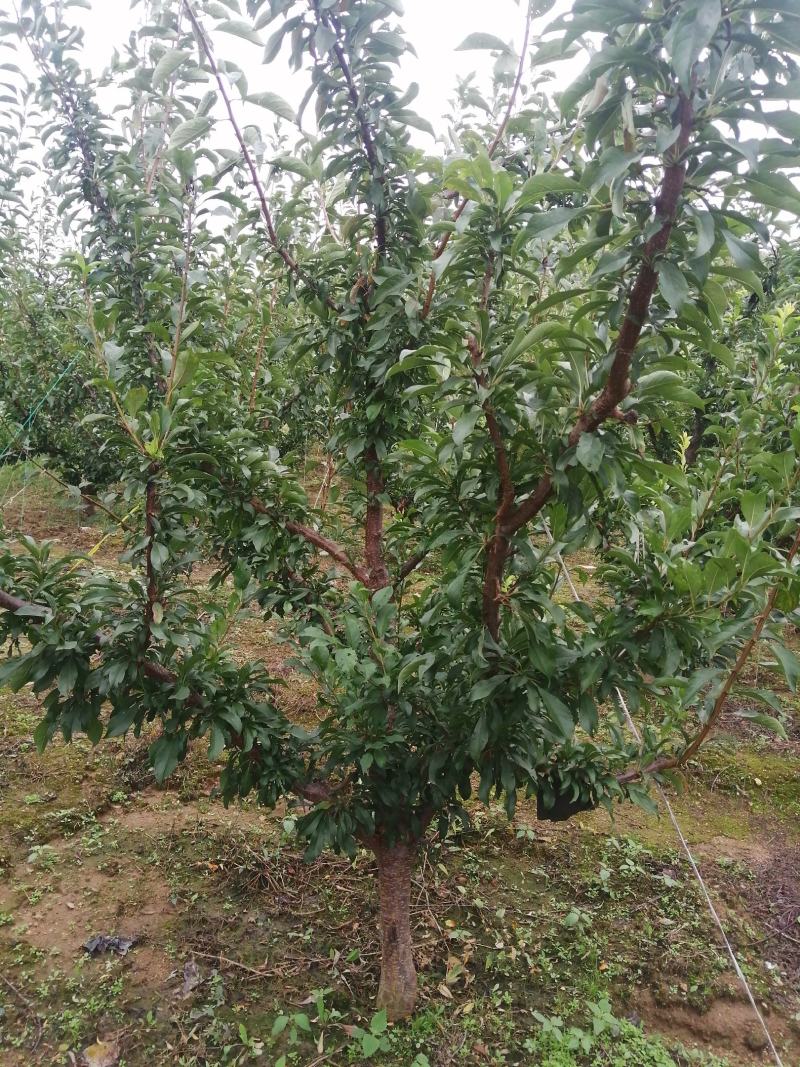 国丰七李子树（产地批发价）量大货优，欢迎采购