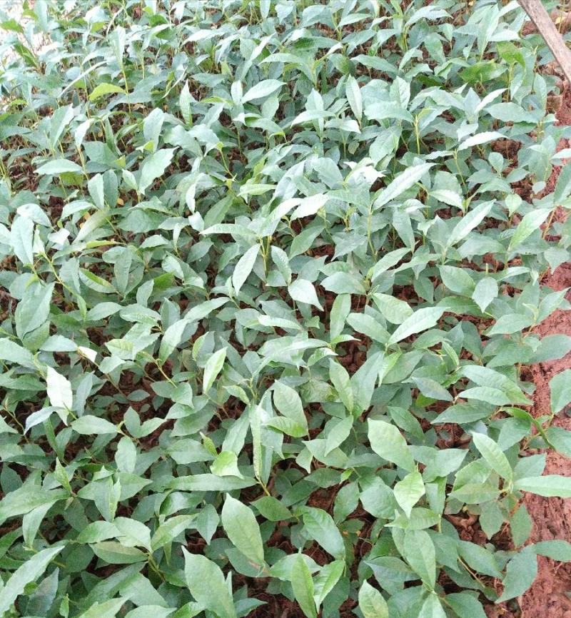 白花牛奶苗牛奶树根苗，牛奶根苗