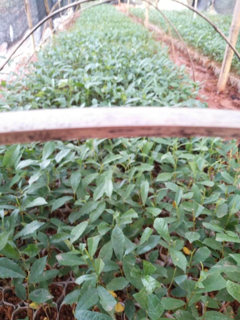 白花牛奶苗牛奶树根苗，牛奶根苗