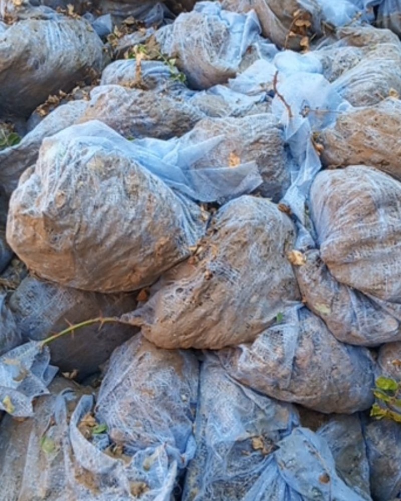 黄刺玫物美价廉，绿化花卉