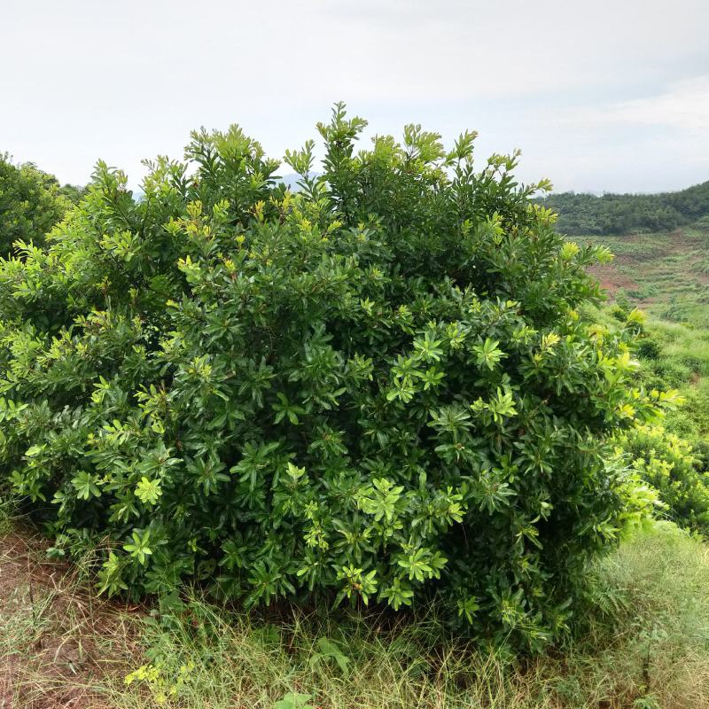 湖南靖州金鑫苗木合作社专业种植杨梅果苗和杨梅绿化工程苗木