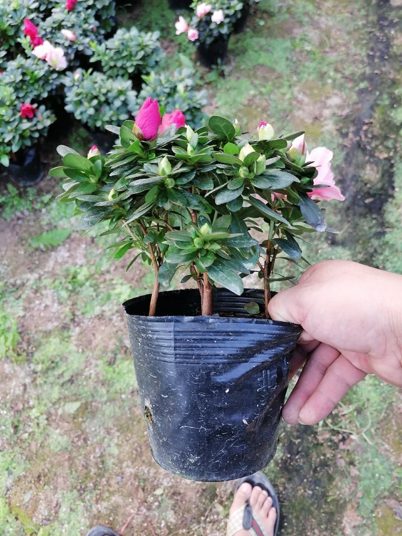 杜鹃花，工程货，16杯，18杯，21杯，福建龙岩永福基地