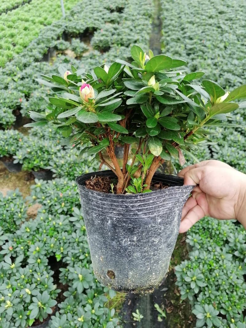 杜鹃花，工程货，16杯，18杯，21杯，福建龙岩永福基地