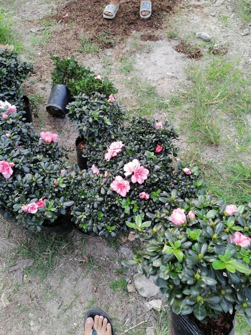 杜鹃花，工程货，16杯，18杯，21杯，福建龙岩永福基地