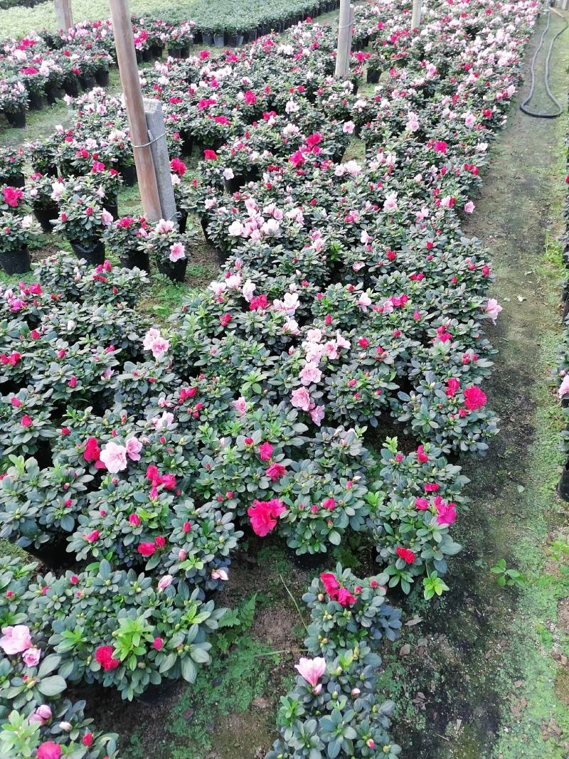 杜鹃花，工程货，16杯，18杯，21杯，福建龙岩永福基地