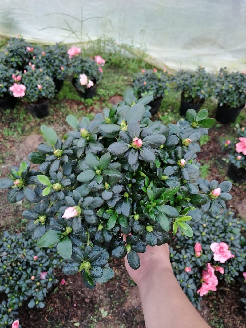 杜鹃花，工程货，16杯，18杯，21杯，福建龙岩永福基地