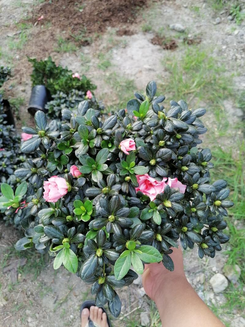 杜鹃花，工程货，16杯，18杯，21杯，福建龙岩永福基地