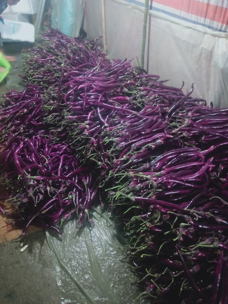杭州线茄，产地绍兴上虞