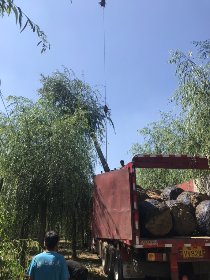 【精品】柳树垂柳现挖现卖成活率高规格齐全欢迎致电！！