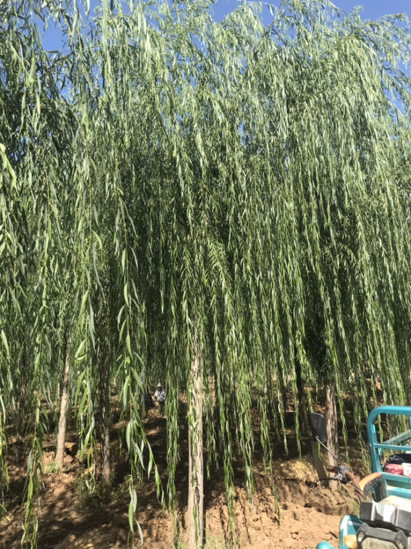 【精品】柳树垂柳现挖现卖成活率高规格齐全欢迎致电！！