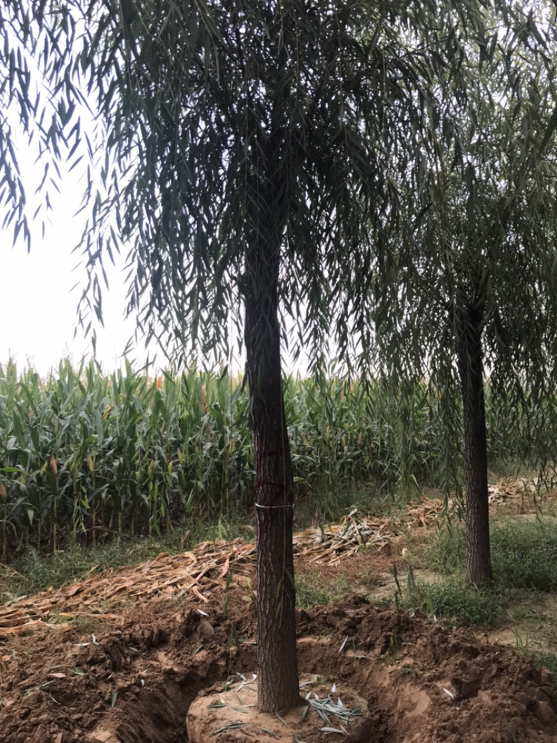 【精品】柳树垂柳现挖现卖成活率高规格齐全欢迎致电！！