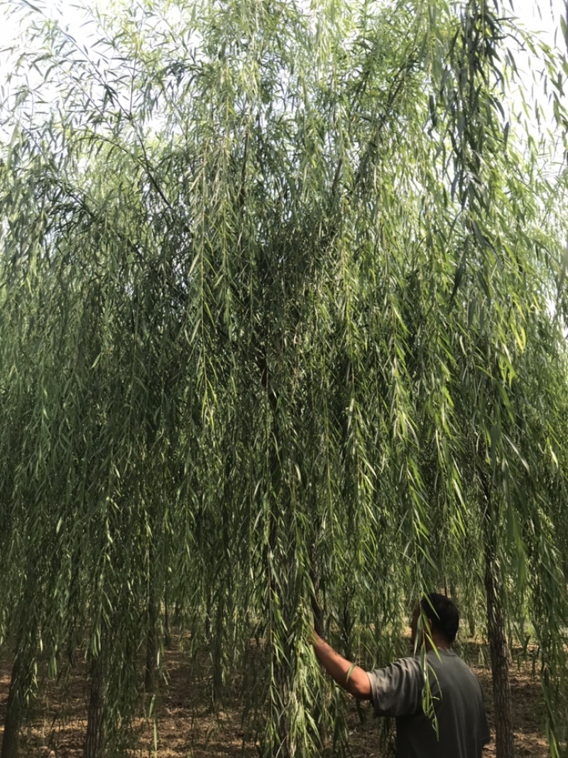 【精品】柳树垂柳现挖现卖成活率高规格齐全欢迎致电！！