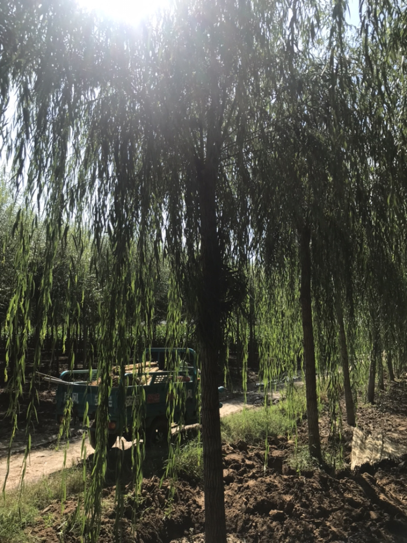 【精品】柳树垂柳现挖现卖成活率高规格齐全欢迎致电！！