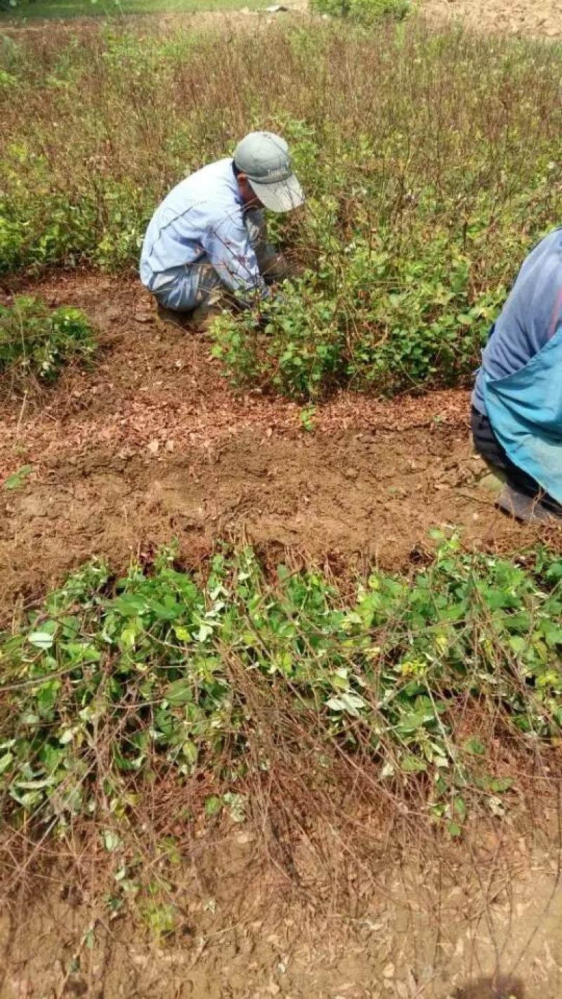 金丝桃基地量大批发，金丝桃低价供应，金丝桃货源充足