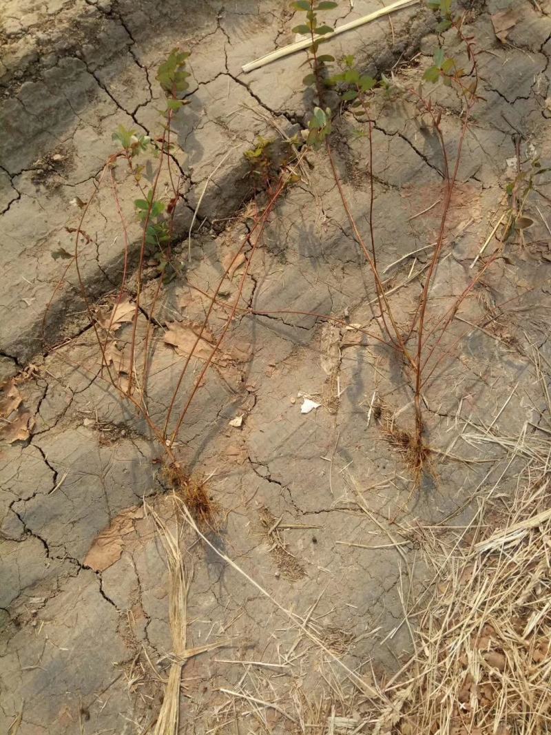 金丝桃基地量大批发，金丝桃低价供应，金丝桃货源充足