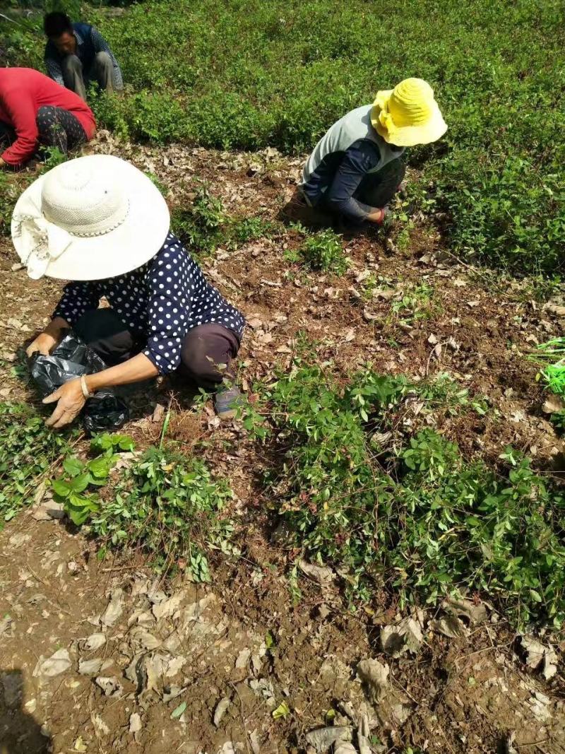 金丝桃基地量大批发，金丝桃低价供应，金丝桃货源充足