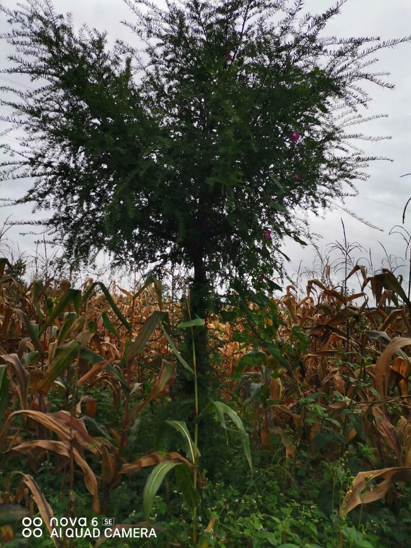 红豆杉大量供应红豆杉地景批发零售