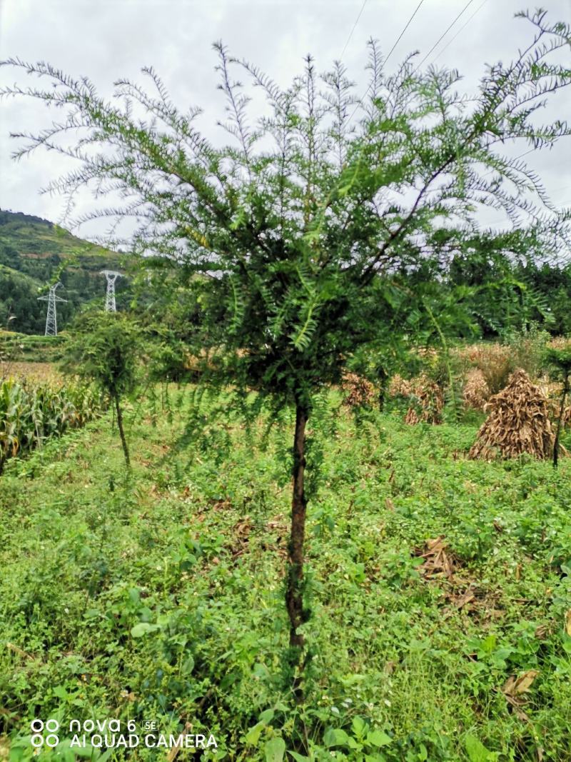 红豆杉大量供应红豆杉地景批发零售